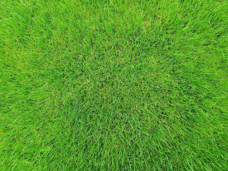 Artificial turf job in the Phelps Grove neighborhood of Springfield